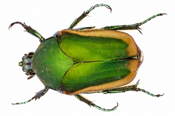 Coleoptera-Scarabaeid fig.jpg